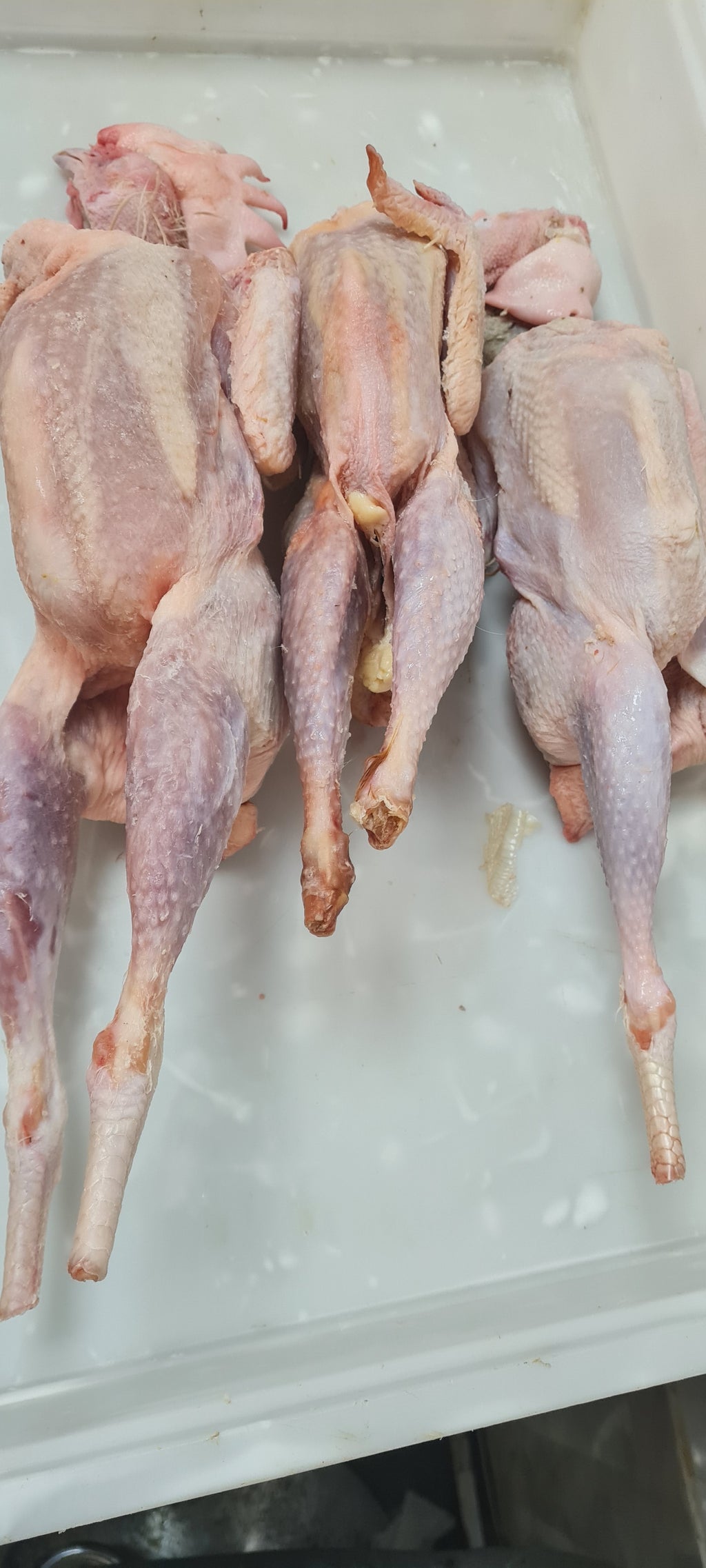 Hard Chicken(road runner)