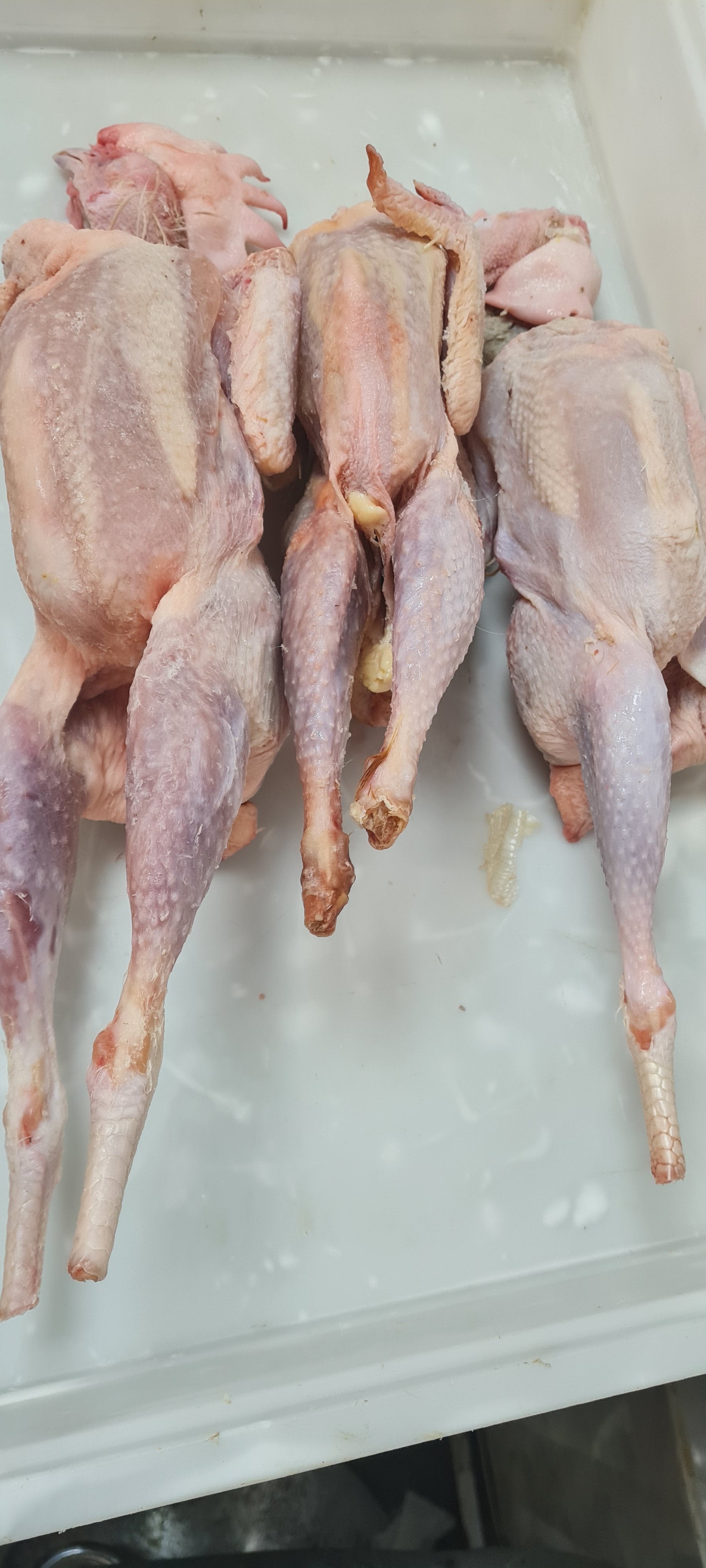 Hard Chicken(road runner)