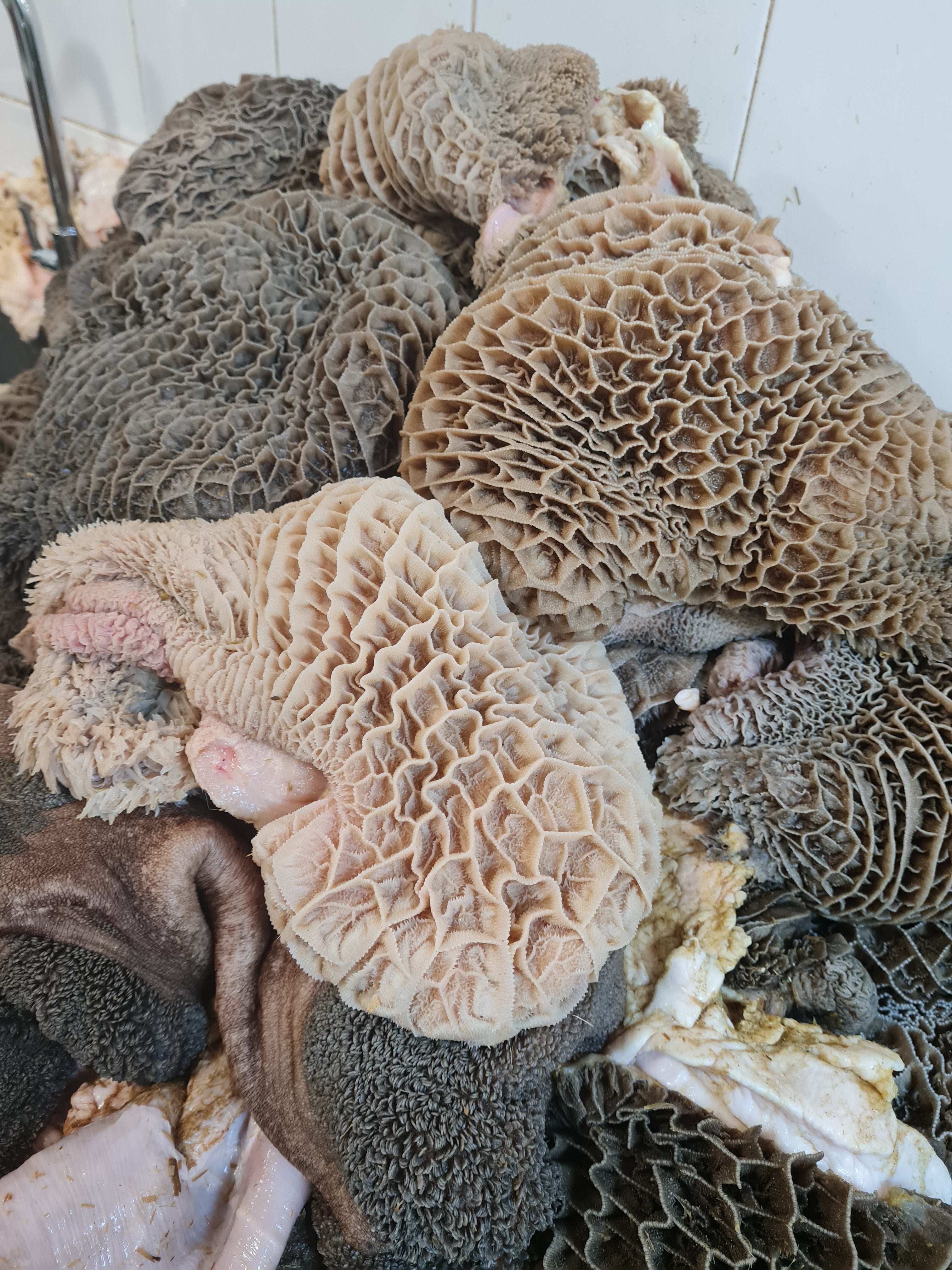 Honeycomb tripe